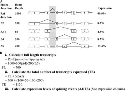 Investigation of Experimental Factors That Underlie BRCA1/2 mRNA Isoform Expression Variation: Recommendations for Utilizing Targeted RNA Sequencing to Evaluate Potential Spliceogenic Variants